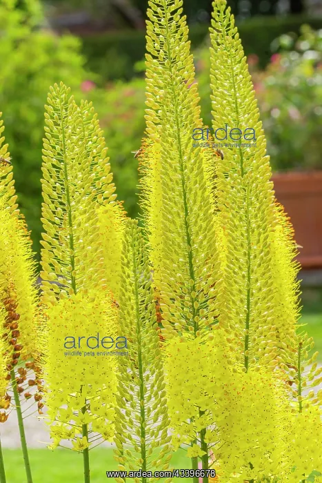 : Foxtail lily, Eremurus stenophyllus, flowers : Foxtail lily, Eremurus stenophyllus, flowers