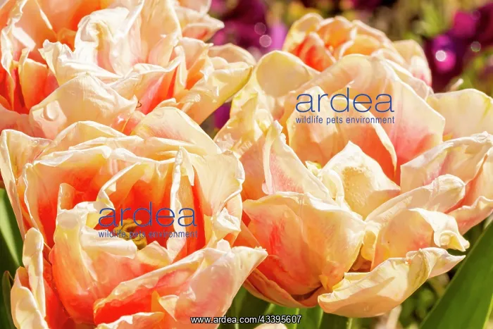 : Foxy Foxtrot double hasty Tulip, flowers : Foxy Foxtrot double hasty Tulip, flowers