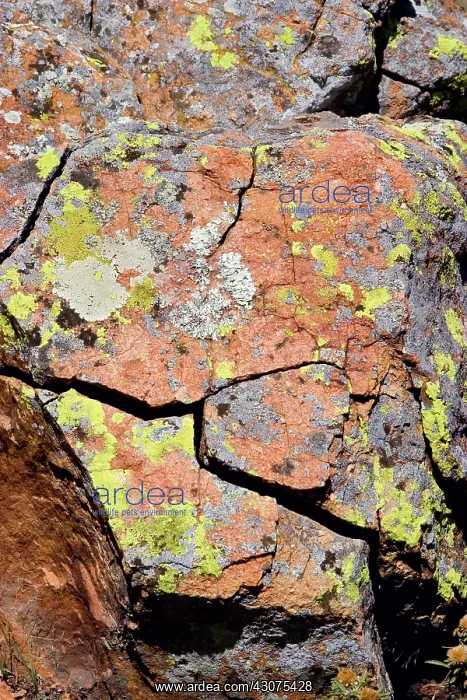: Fracture Weathering in Granite : Fracture Weathering in Granite