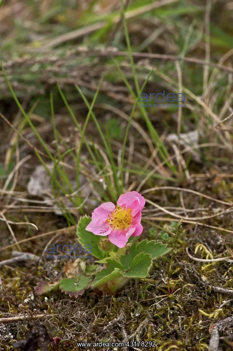 : Fragaria chiloensis x Potentilla palustris. Melby : Fragaria chiloensis x Potentilla palustris. Melby