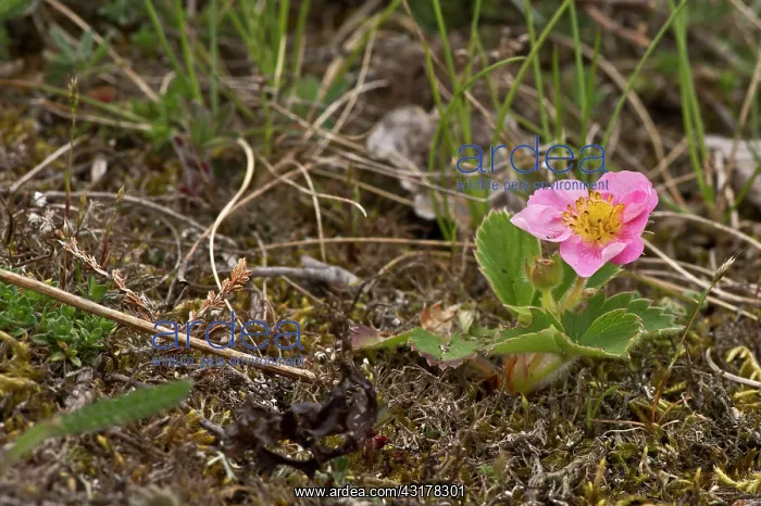 : Fragaria chiloensis x Potentilla palustris. Melby : Fragaria chiloensis x Potentilla palustris. Melby