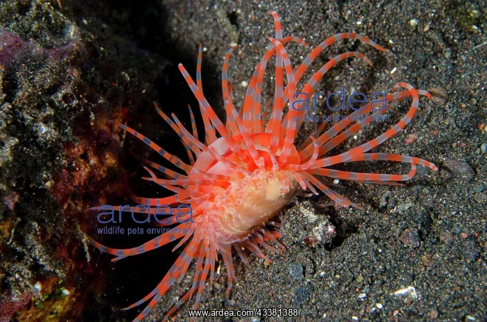 : Fragile File Shell - mimicking anemone - Batu Ringgit : Fragile File Shell - mimicking anemone - Batu Ringgit