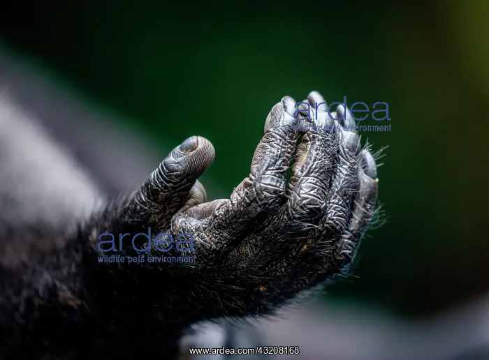 : Fragment of Celebes crested macaque's (Macaca ni : Fragment of Celebes crested macaque's (Macaca ni