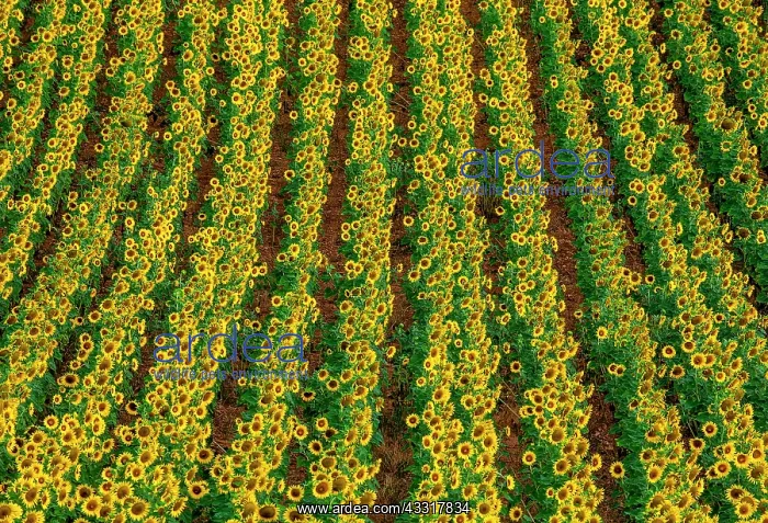: Fragment of a field with sunflowers (Helianthus : Fragment of a field with sunflowers (Helianthus