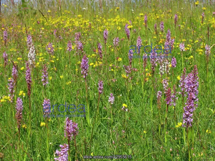 : Fragrant Orchid : Fragrant Orchid