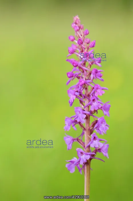 : Fragrant Orchid : Fragrant Orchid