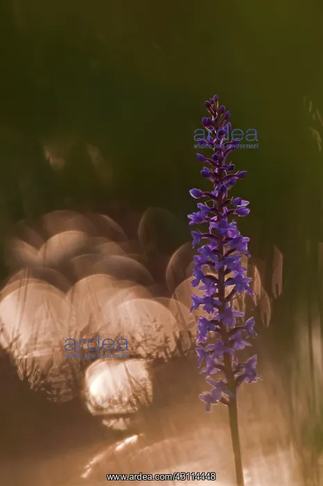 : Fragrant Orchid : Fragrant Orchid