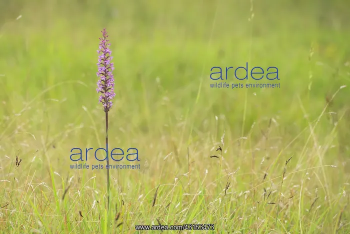 : Fragrant Orchid : Fragrant Orchid