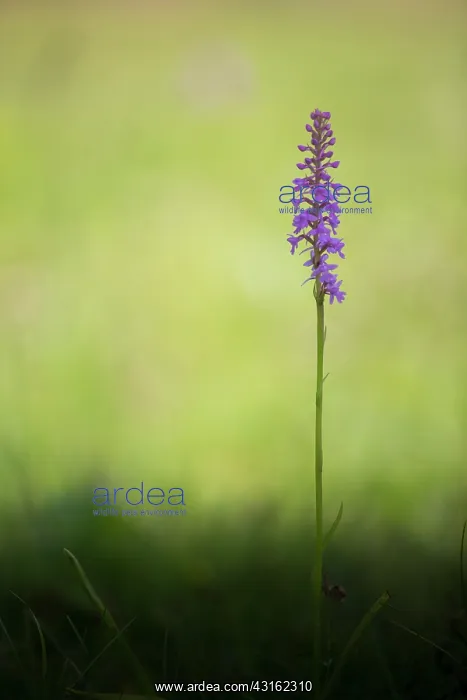 : Fragrant Orchid : Fragrant Orchid