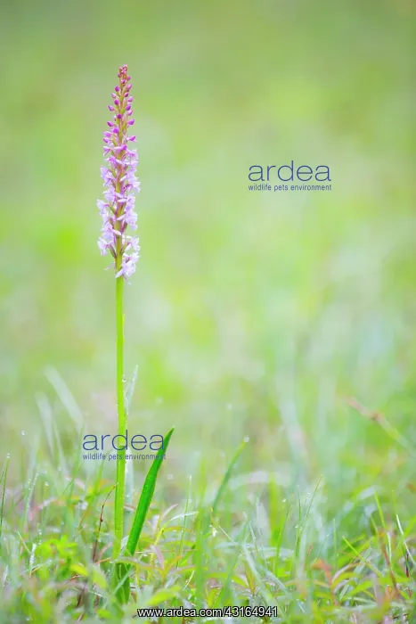 : Fragrant Orchid : Fragrant Orchid
