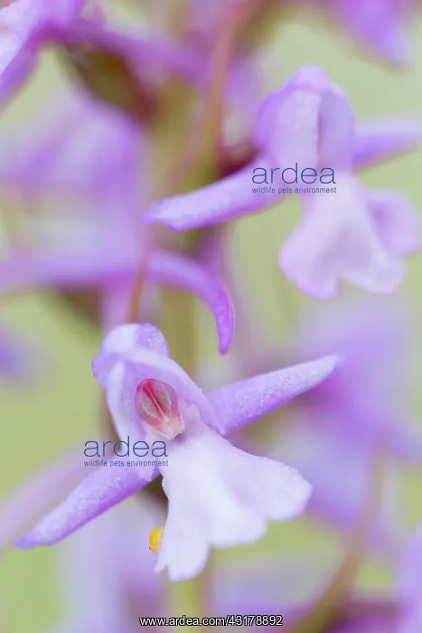 : Fragrant Orchid : Fragrant Orchid