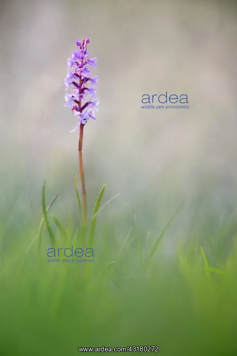 : Fragrant Orchid : Fragrant Orchid