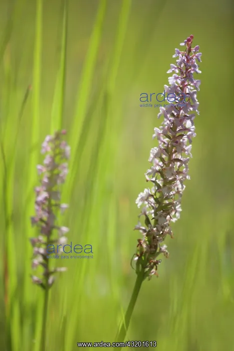 : Fragrant Orchid : Fragrant Orchid