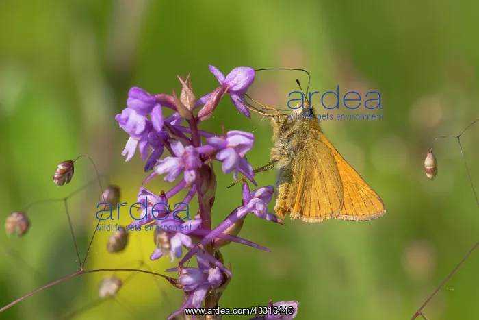 : Fragrant Orchid : Fragrant Orchid