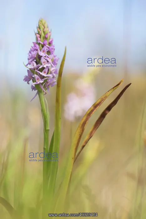 : Fragrant Orchid : Fragrant Orchid