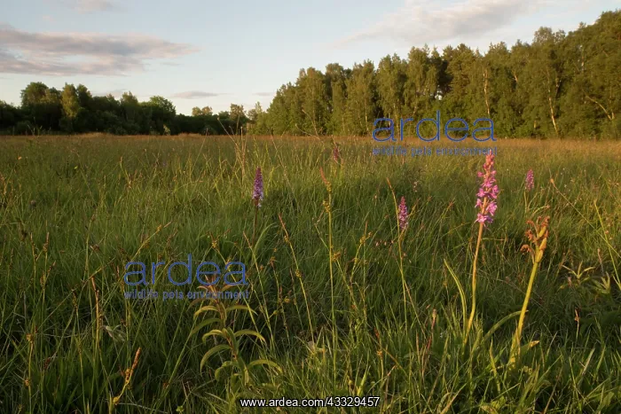 : Fragrant Orchid : Fragrant Orchid
