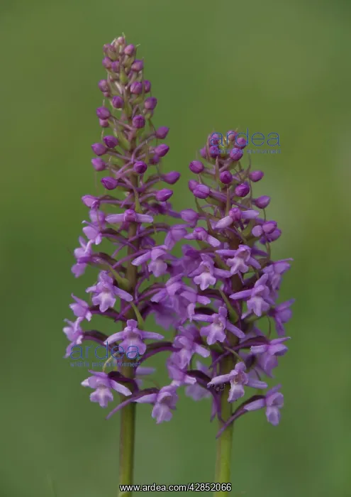 : Fragrant orchid, early morning : Fragrant orchid, early morning