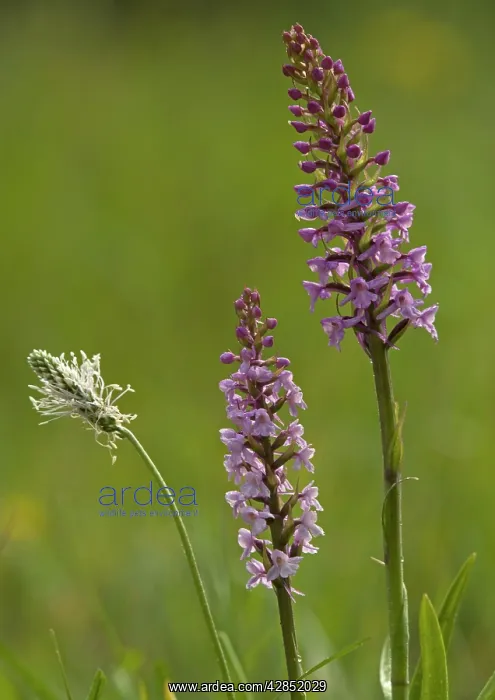 : Fragrant orchid, early morning, with hoary plantain : Fragrant orchid, early morning, with hoary plantain