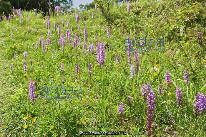 : Fragrant Orchid - mass of blooms in meadow : Fragrant Orchid - mass of blooms in meadow