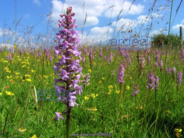 : Fragrant Orchid - Walbury Hill : Fragrant Orchid - Walbury Hill