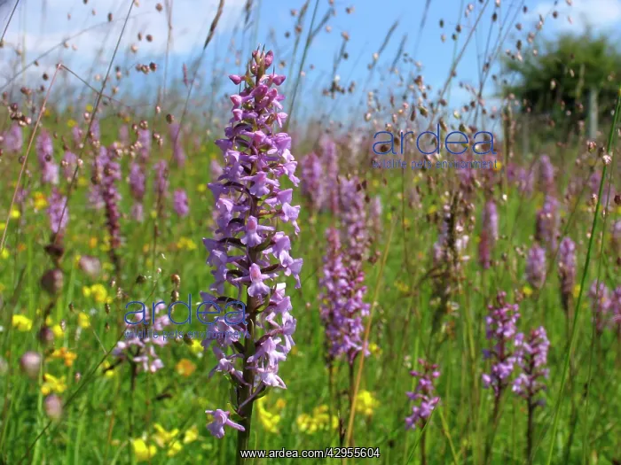 : Fragrant Orchid - Walbury Hill : Fragrant Orchid - Walbury Hill