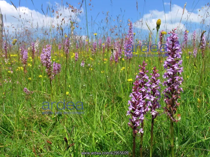 : Fragrant Orchid - Walbury Hill : Fragrant Orchid - Walbury Hill