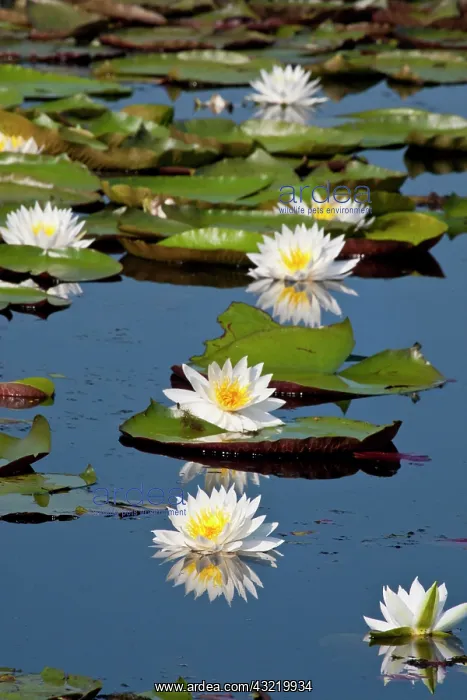 : Fragrant Water Lily (Nymphaea odorata) on : Fragrant Water Lily (Nymphaea odorata) on