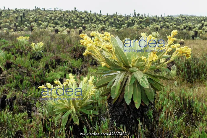 : Frailejon / Espletia plant : Frailejon / Espletia plant