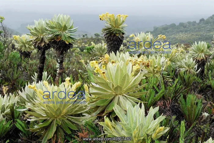 : Frailejon / Espletia plant : Frailejon / Espletia plant