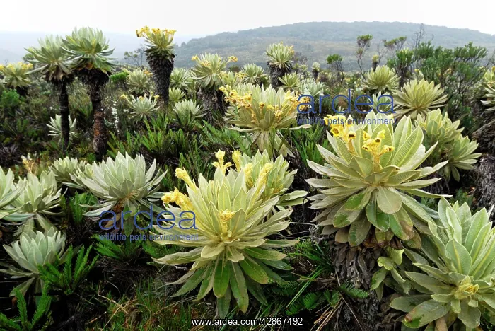: Frailejon / Espletia plant : Frailejon / Espletia plant