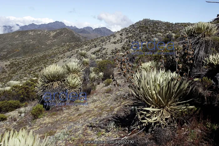 : Frailejone : Frailejone