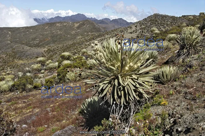 : Frailejone : Frailejone