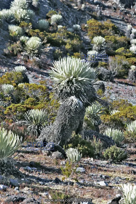 : Frailejone : Frailejone