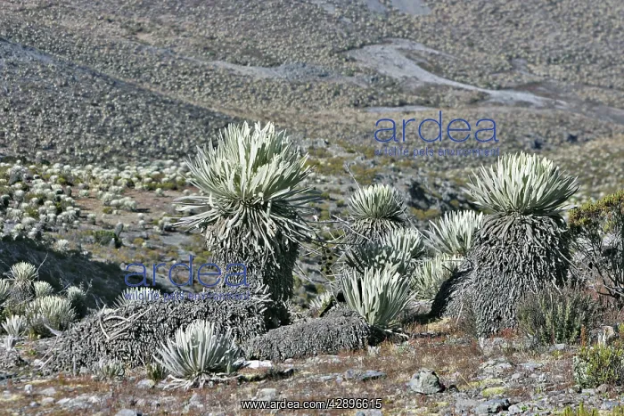 : Frailejone : Frailejone