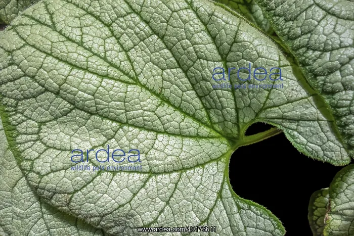 : Full frame green and white bicolor leaves in black back : Full frame green and white bicolor leaves in black back
