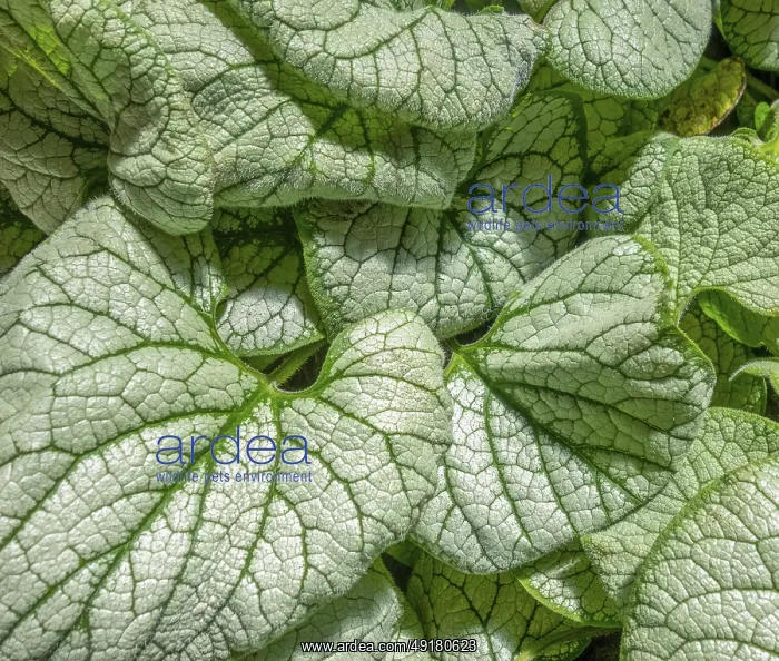 : Full frame green and white bicolor leaves in black back : Full frame green and white bicolor leaves in black back