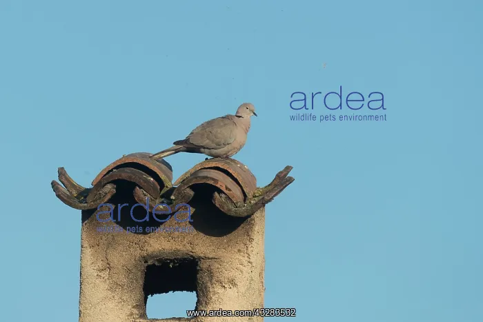 : France, Alpes-Maritimes ( 06 ), Mandelieu, tourterelle : France, Alpes-Maritimes ( 06 ), Mandelieu, tourterelle