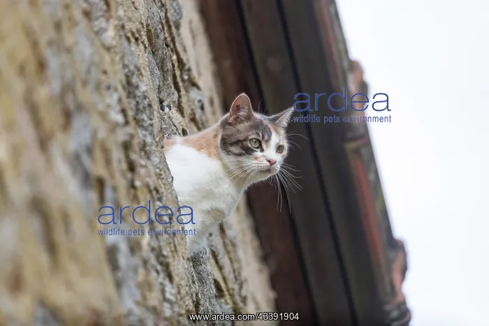 : CAT. France, Alsace, Bas-Rhin, chat domestique / / France, Alsace, Bas Rhin, domestic cat : CAT. France, Alsace, Bas-Rhin, chat domestique / / France, Alsace, Bas Rhin, domestic cat