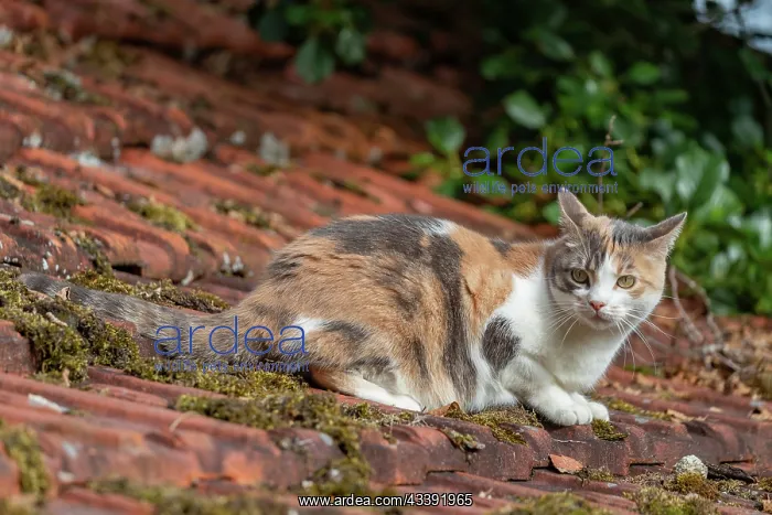  : CAT. France, Alsace, Bas-Rhin, chat domestique  /  /  France, Alsace, Bas Rhin, domestic cat