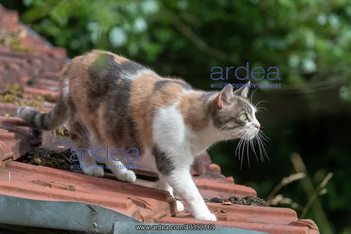 : CAT. France, Alsace, Bas-Rhin, chat domestique / / France, Alsace, Bas Rhin, domestic cat : CAT. France, Alsace, Bas-Rhin, chat domestique / / France, Alsace, Bas Rhin, domestic cat