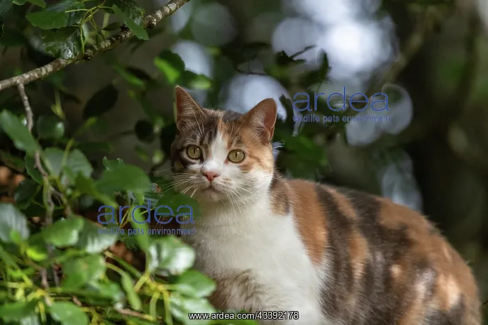 : CAT. France, Alsace, Bas-Rhin, chat domestique / / France, Alsace, Bas Rhin, domestic cat : CAT. France, Alsace, Bas-Rhin, chat domestique / / France, Alsace, Bas Rhin, domestic cat