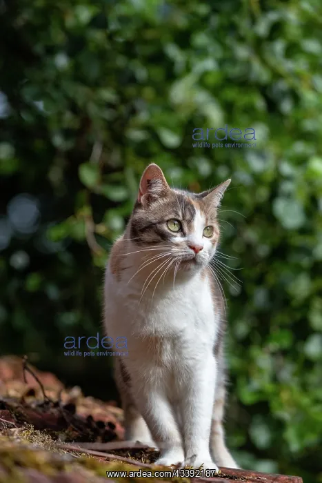 : CAT. France, Alsace, Bas-Rhin, chat domestique / / France, Alsace, Bas Rhin, domestic cat : CAT. France, Alsace, Bas-Rhin, chat domestique / / France, Alsace, Bas Rhin, domestic cat