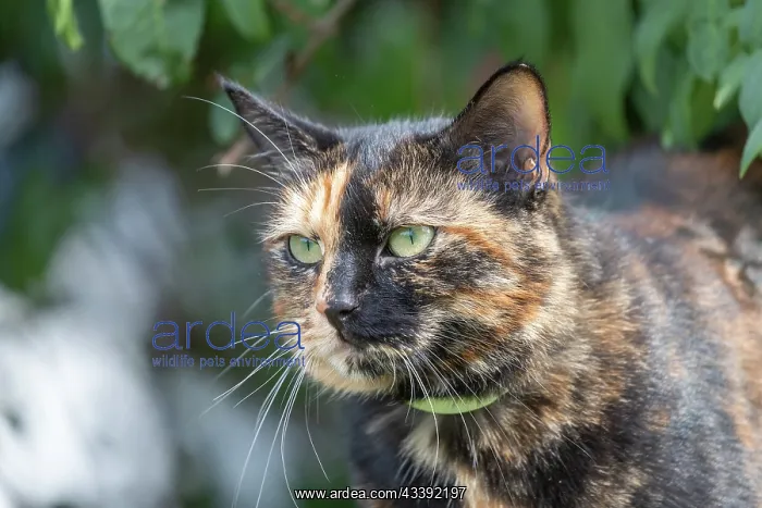 : CAT. France, Alsace, Bas-Rhin, chat domestique / / France, Alsace, Bas Rhin, domestic cat : CAT. France, Alsace, Bas-Rhin, chat domestique / / France, Alsace, Bas Rhin, domestic cat