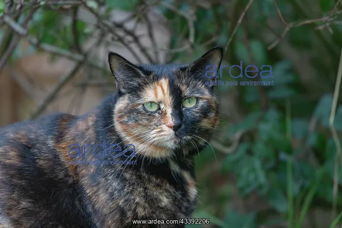 : CAT. France, Alsace, Bas-Rhin, chat domestique / / France, Alsace, Bas Rhin, domestic cat : CAT. France, Alsace, Bas-Rhin, chat domestique / / France, Alsace, Bas Rhin, domestic cat