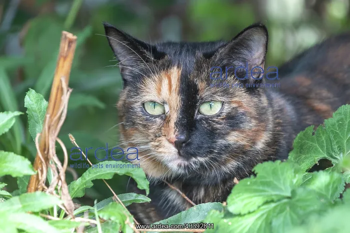 : CAT. France, Alsace, Bas-Rhin, chat domestique / / France, Alsace, Bas Rhin, domestic cat : CAT. France, Alsace, Bas-Rhin, chat domestique / / France, Alsace, Bas Rhin, domestic cat