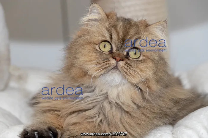 : France, Alsace, Bas-Rhin, Chat Siamois, chat de : France, Alsace, Bas-Rhin, Chat Siamois, chat de