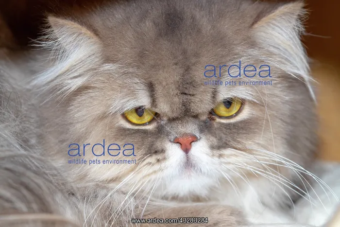: France, Alsace, Bas-Rhin, Chat Siamois, chat de : France, Alsace, Bas-Rhin, Chat Siamois, chat de