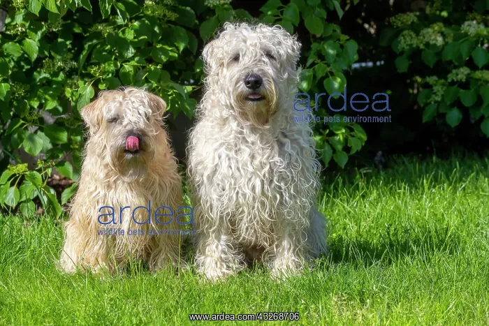 : France, Alsace, Bas-Rhin, terrier irlandais poil : France, Alsace, Bas-Rhin, terrier irlandais poil