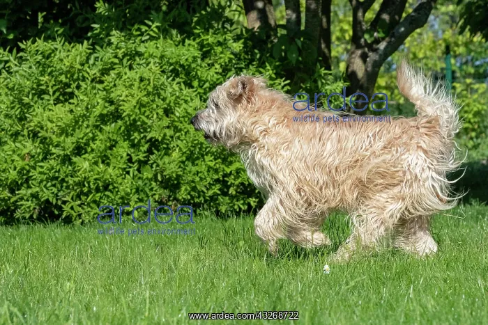 : France, Alsace, Bas-Rhin, terrier irlandais poil : France, Alsace, Bas-Rhin, terrier irlandais poil