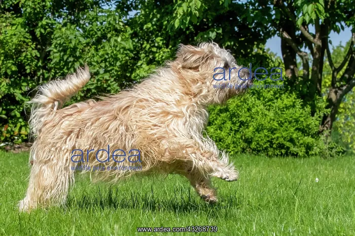 : France, Alsace, Bas-Rhin, terrier irlandais poil : France, Alsace, Bas-Rhin, terrier irlandais poil